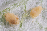 Capitophorus horni : adultes aptères mycosés