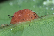 Erynia neoaphidis sur Sitobion avenae