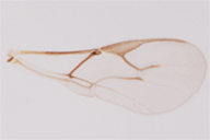 Aphidius microliphii : aile droite