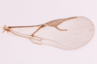 Diaeretiella rapae : aile droite