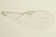 Lipolexys gracilis : aile