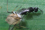 Dendrocerus sp parasitant Praon volucre sur Sitobion avenae