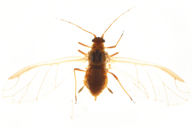 Liosomaphis berberidis : adulte ailé