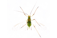 Macrosiphum euphorbiae : adulte ailé vert