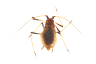 Neotoxoptera formosana : adulte aptère