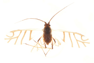 Neotoxoptera formosana : adulte ailé