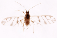 Neotoxoptera oliveri : adulte ailé