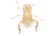 Pemphigus spyrothecae : larve soldat