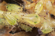 Aulacorthum solani : adulte aptère et larves