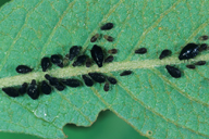 Chaitophorus salijaponicus niger : colonie