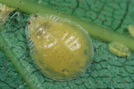 Crypturaphis grassi : larve