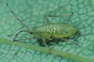 Drepanosiphum platanoidis : larve