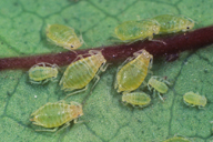 Liosomaphis berberidis : colonie