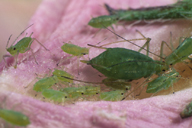 Macrosiphum euphorbiae : adulte aptère vert et sa colonie
