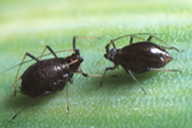 Neotoxoptera formosana : adulte aptère