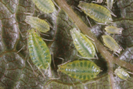 Phorodon humuli : adultes aptères