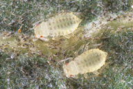 Myzocallis boerneri : larves