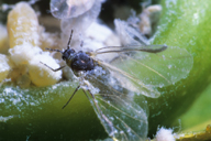 Pemphigus spyrothecae : adulte ailé et colonie