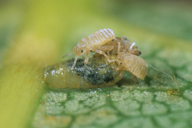 Pemphigus spyrothecae : larves soldat
