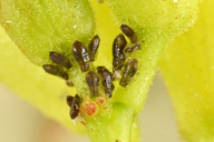 Periphyllus testudinaceus : colonie de printemps