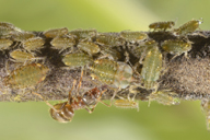 Pterocomma pilosum : colonie visitée par une fourmi