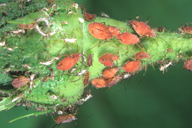 Sitobion fragariae : colonie mycosée