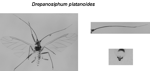 Drepanosiphum platanoidis