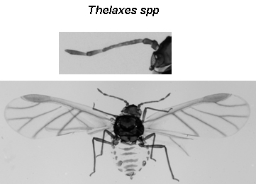 Thelaxinae