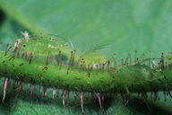 Corylobium avellanae : adultes aptères