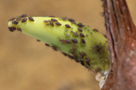 Myzus cymbalariae : colonie sur germe d'oignon