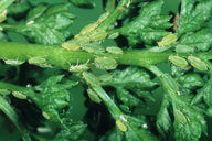 Cavariella aegopodii : colonie sur persil