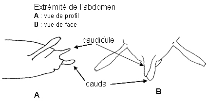 Caudicule