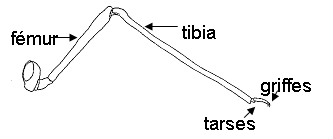 Morphologie de la patte