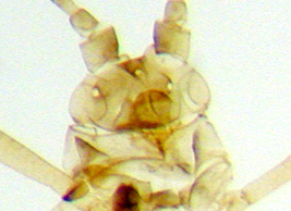 Ocelles visibles chez Metopolophium festucae
