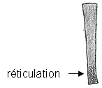 Réticulation