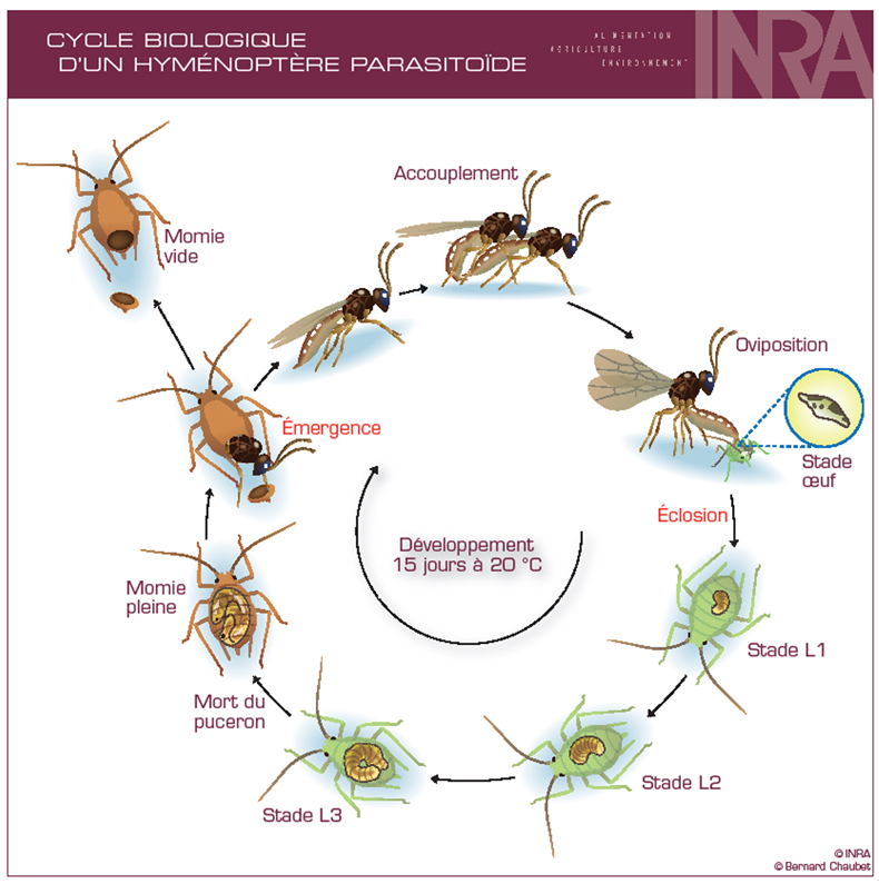 Cycle biologique d'un parasitoide