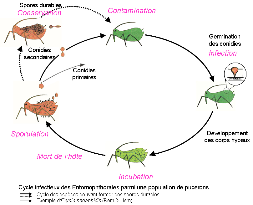 Cycle infectieux des Entomophthorales